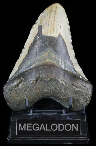 Bargain, Megalodon Tooth - North Carolina #50999